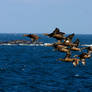 Eider flyby