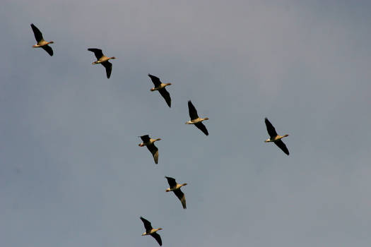 A flight of Pink-footed Geese