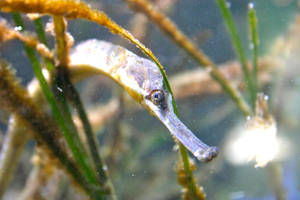 Greater Pipefish