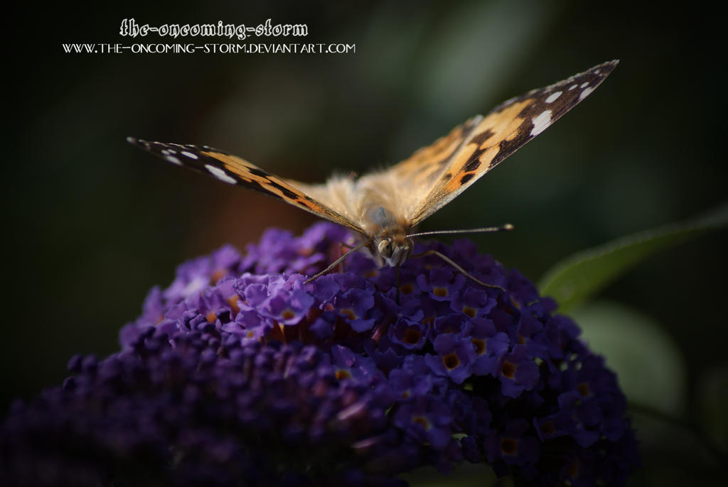 Red Admiral V