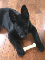 Tahoe is 16 weeks old! | Black German Shepherd Pup