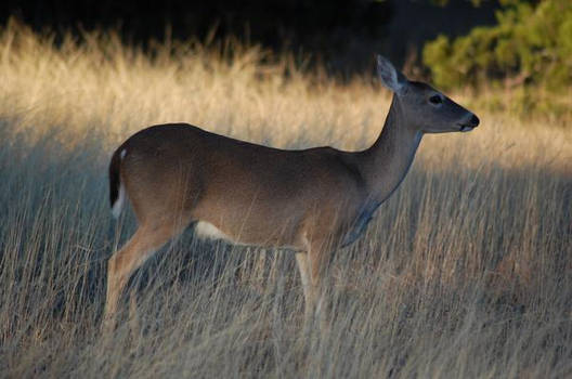 Deer in Texas