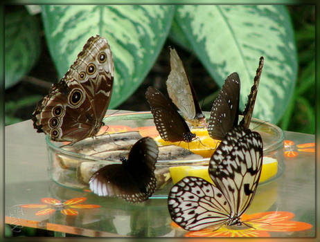 Butterfly Meeting