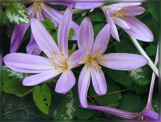 Autumn Crocus