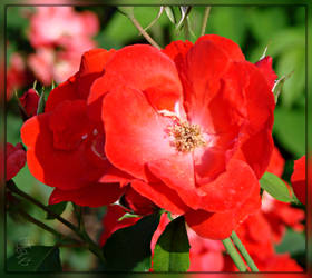 Red Wild Rose