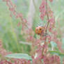 Ladybird with ant...