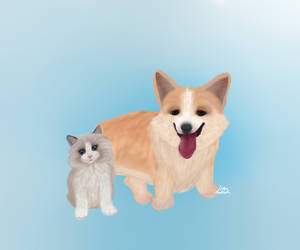 Corgi and Ragdoll cat