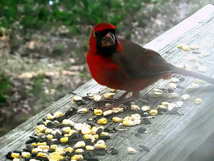 Male Cardinal 001