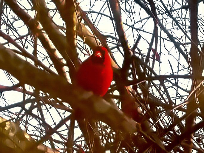 Male Cardinal 006