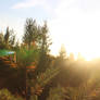 Young pine reaching for the last rays of light...