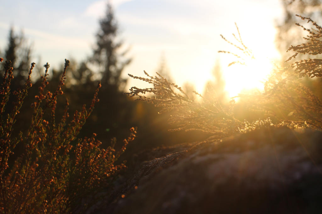 reaching for heather