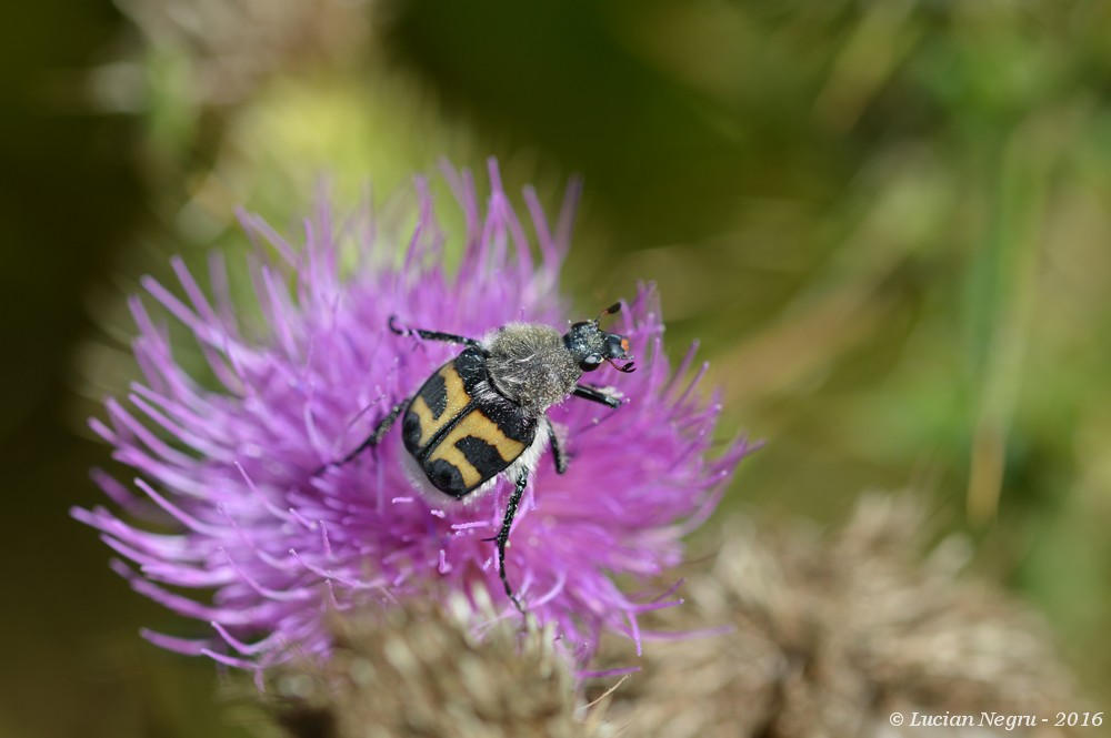 Neglu Insect Insect 6 by lnegru on DeviantArt