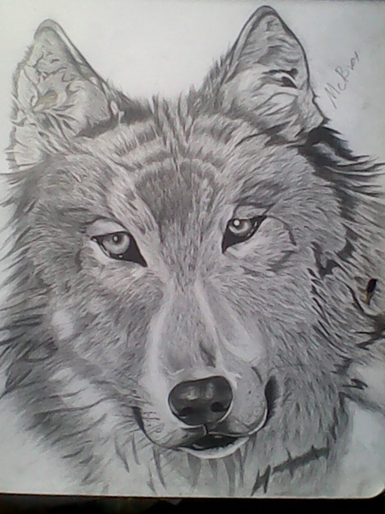 Wolf