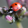 Hugs For a Flower