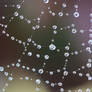 Trendy Spiderweb