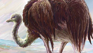 Ostrich_1