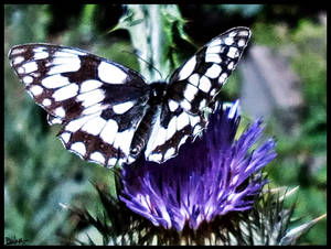 Papillon