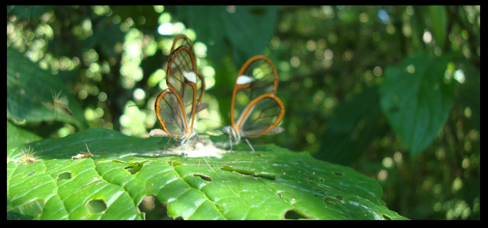 Butterfly Reunion II