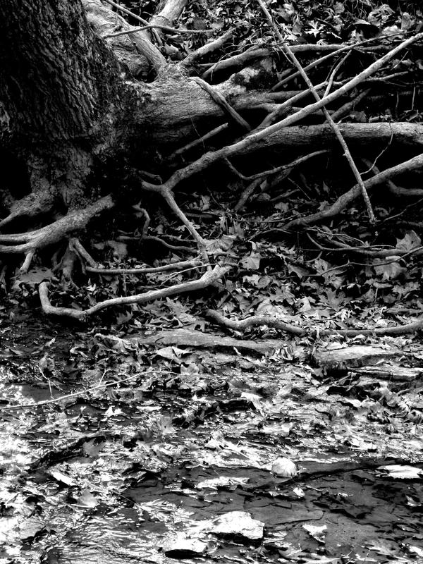 My Roots Run Deep 2 by no-more-hate on DeviantArt