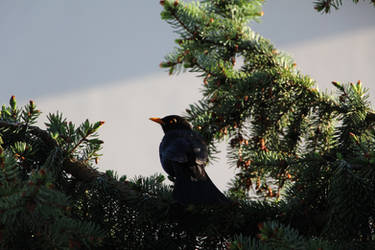 Common Blackbird