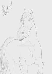 Friesian Sketch