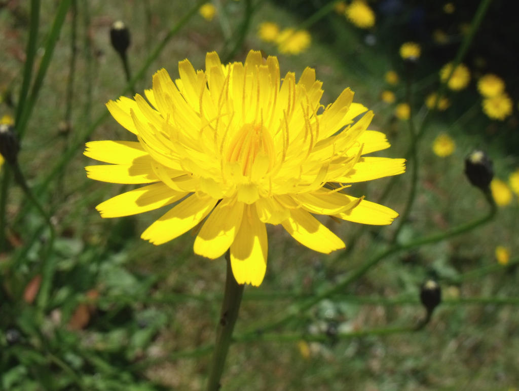 Yellow Dandelion