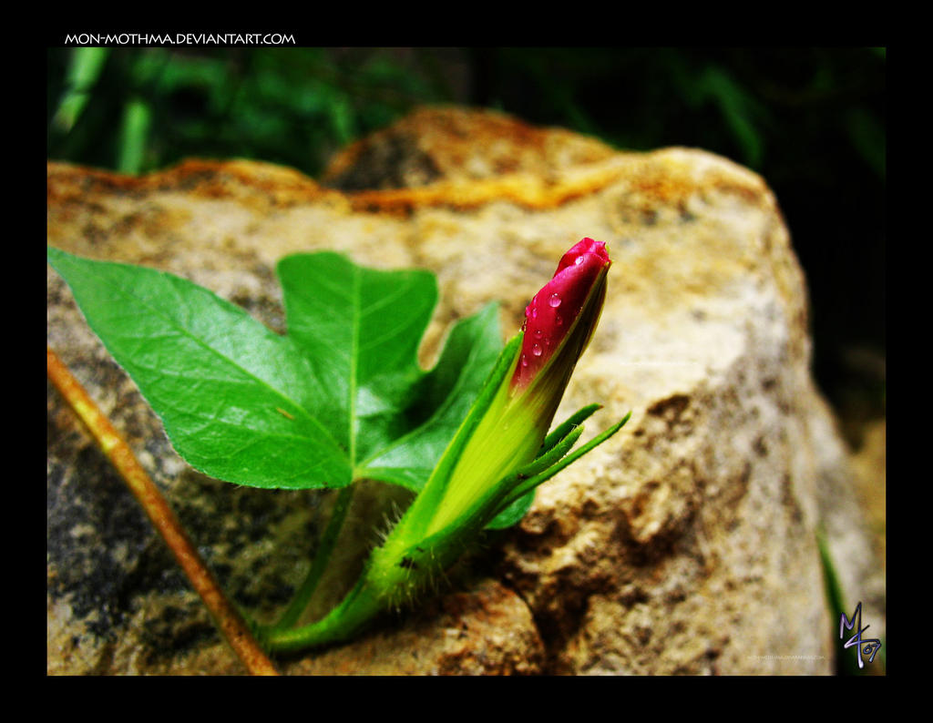 Red budding Morning Glory