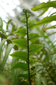 Unfurling Fern Frond