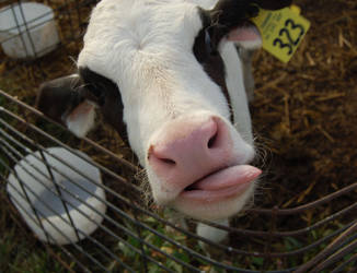 Calf Face - CowPath