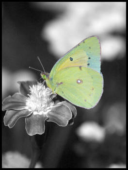 Butterfly green