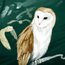 Barn Owls