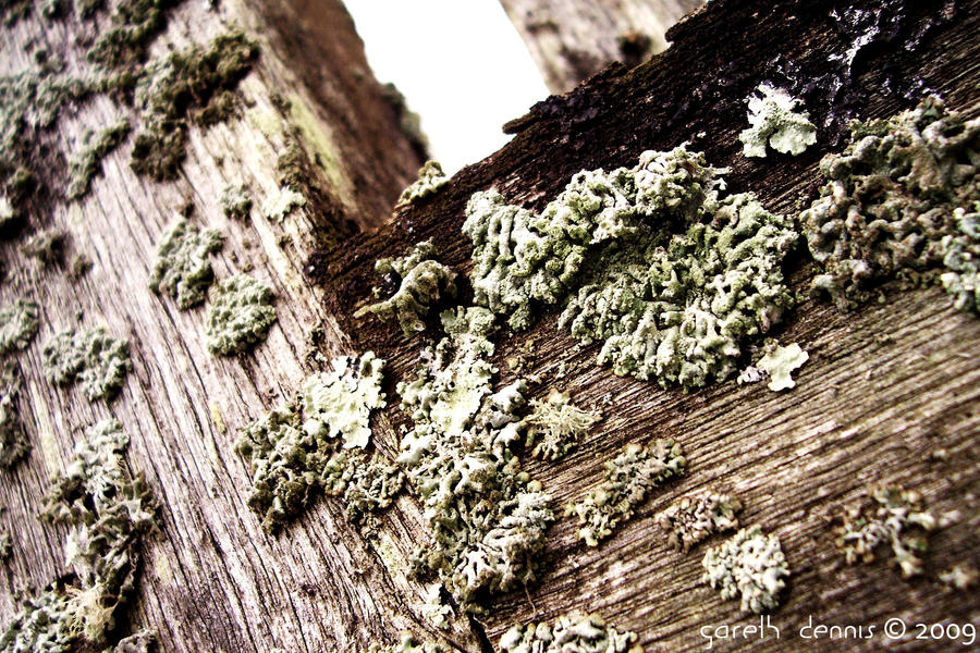 Olde Wood by iia02dennisg