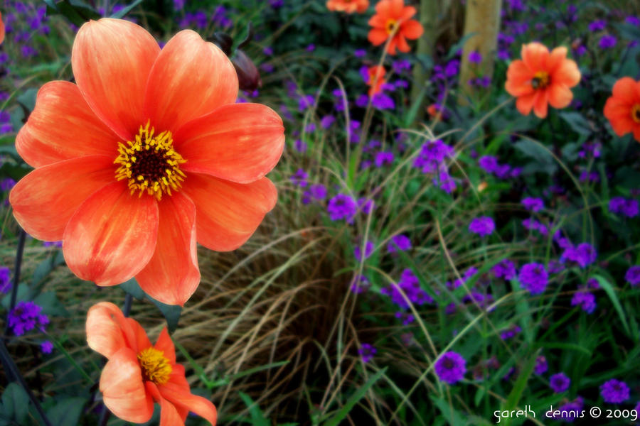 Flower of Red, Flower of Blue by iia02dennisg