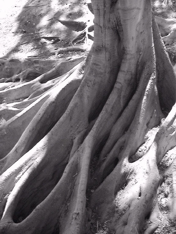 Balboa Roots 1 by hysteresis on DeviantArt
