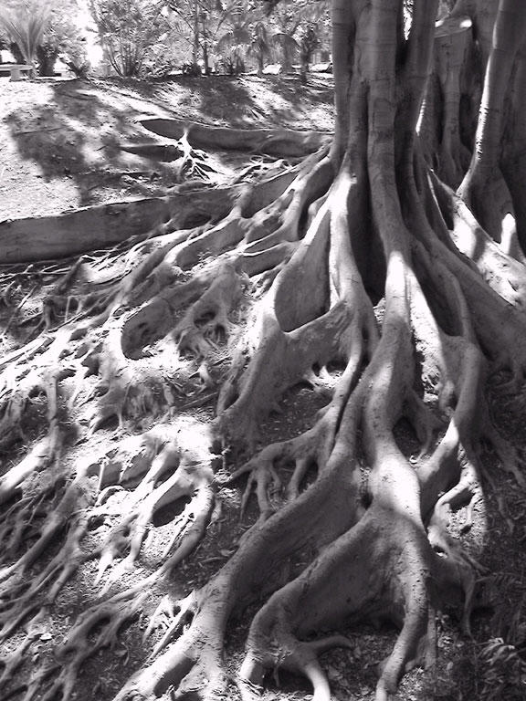 Balboa Roots 2 by hysteresis on DeviantArt