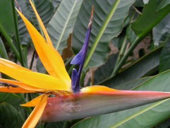 bird of paradise