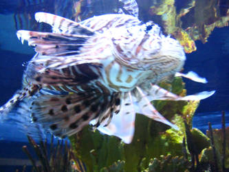 lionfish 2