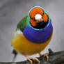 Gouldian Finch