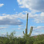 Catalina State Park 6