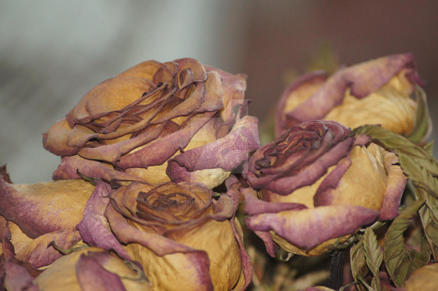 Pretty Dried Roses by NightNeko16 on DeviantArt