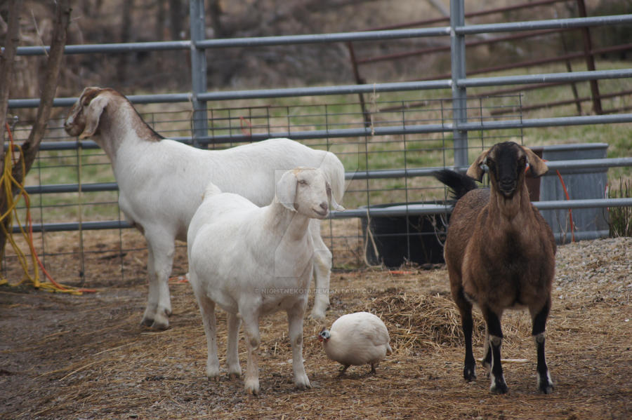 Random Goats by NightNeko16 on DeviantArt