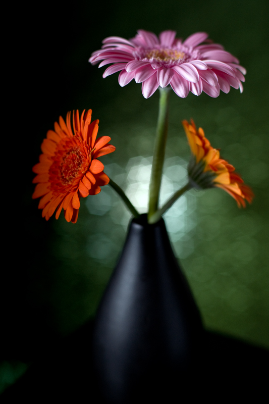 Gerberas and vase