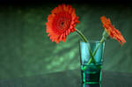 Gerberas and green shot-glass by ninereeds-DA