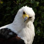 African Fish-Eagle