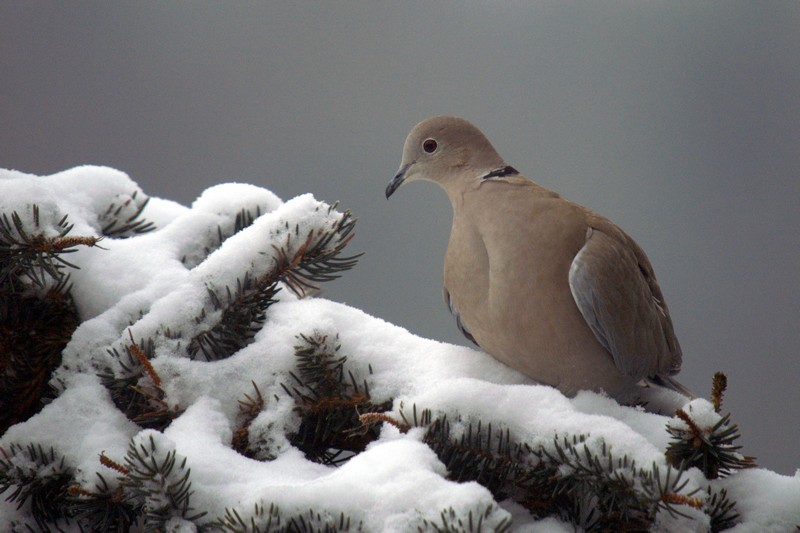 Winter Dove