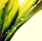 lily of the valley by busychocolatemiss