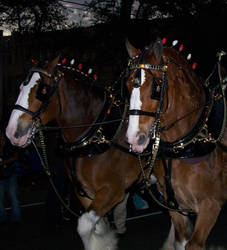 Budweiser Horses