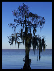 Spanish Moss