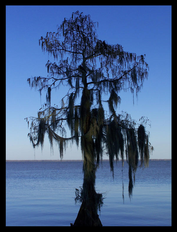 Spanish Moss