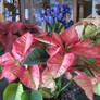 Poinsettia Trio